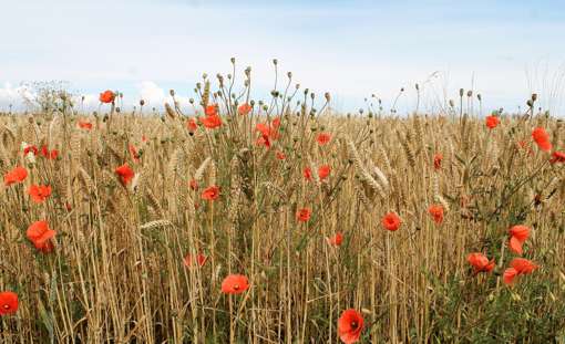 Design Uden Navn (6) Min