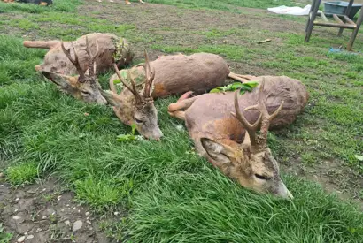 131284121 384786299628830 7515378887788642210 N