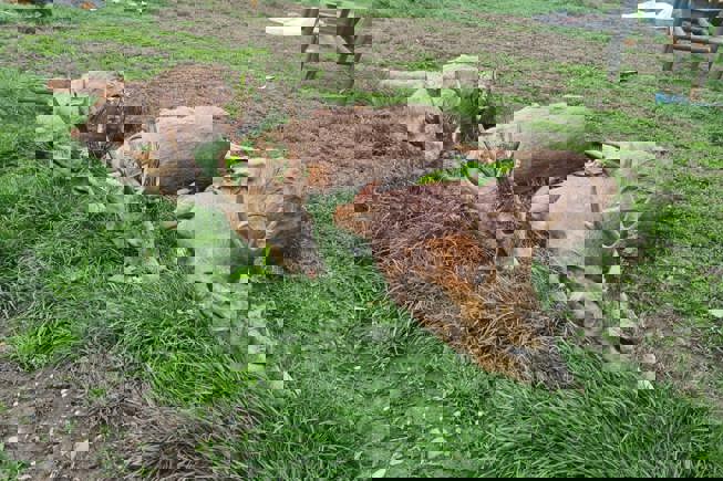 131284121 384786299628830 7515378887788642210 N