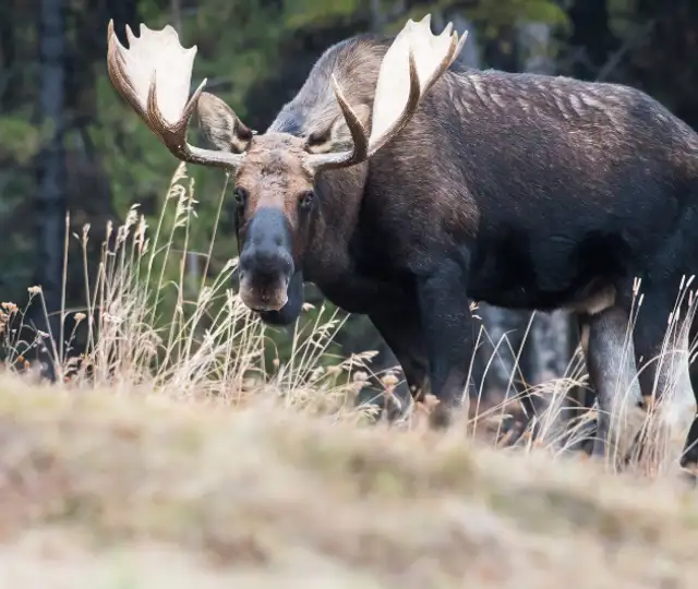 Skærmbillede 2024 07 03 095822