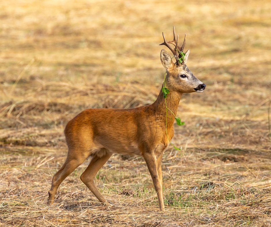 Bukkejagts Billeder Til SOME (1)