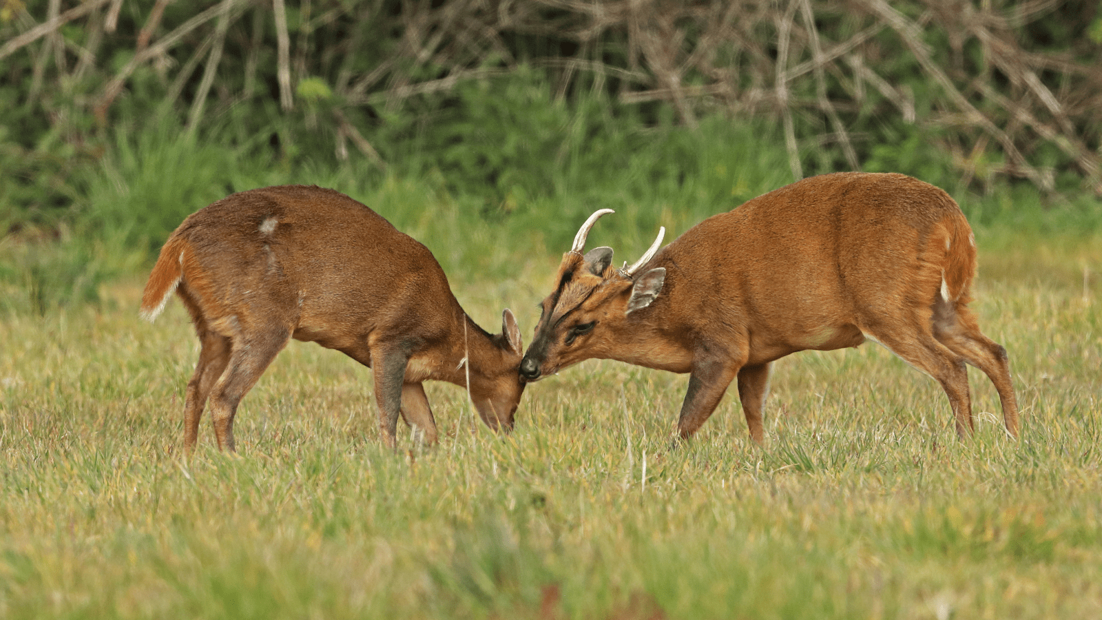 Hjemmeside Og PDF Format 169 (3) Min