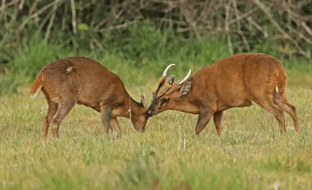 Hjemmeside Og PDF Format 169 (3) Min