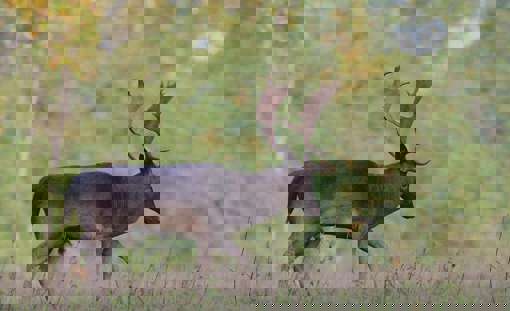 Fallow Deer 7653678 1280 (1)