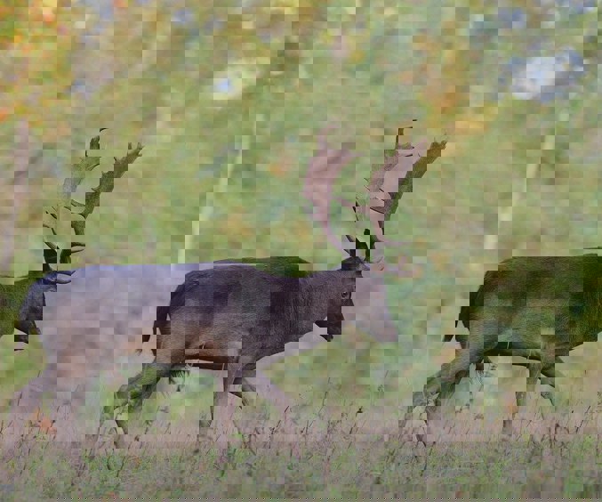 Fallow Deer 7653678 1280 (1)