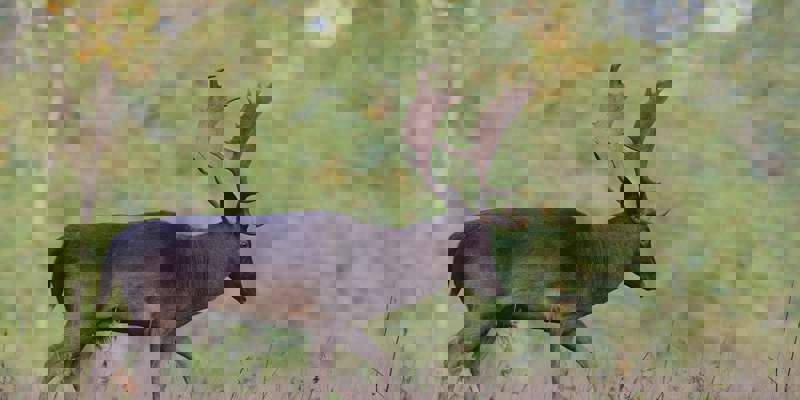 Fallow Deer 7653678 1280 (1)