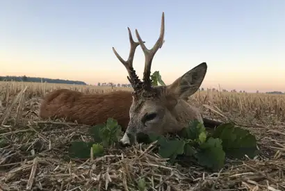 405696075 1112704803362337 125244341983299942 N