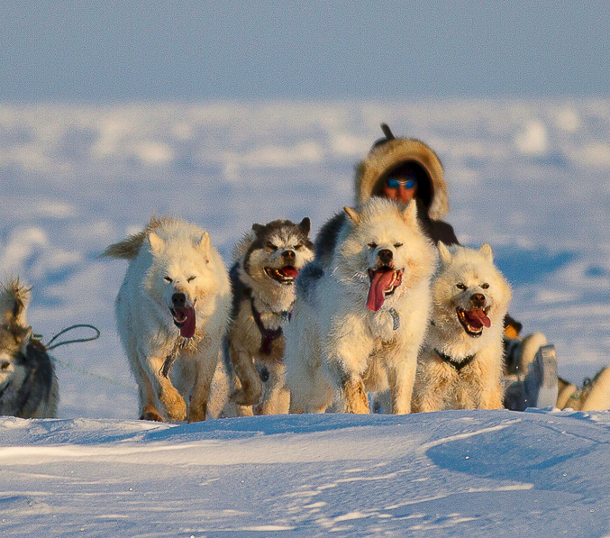 20211129 Sled Dogs