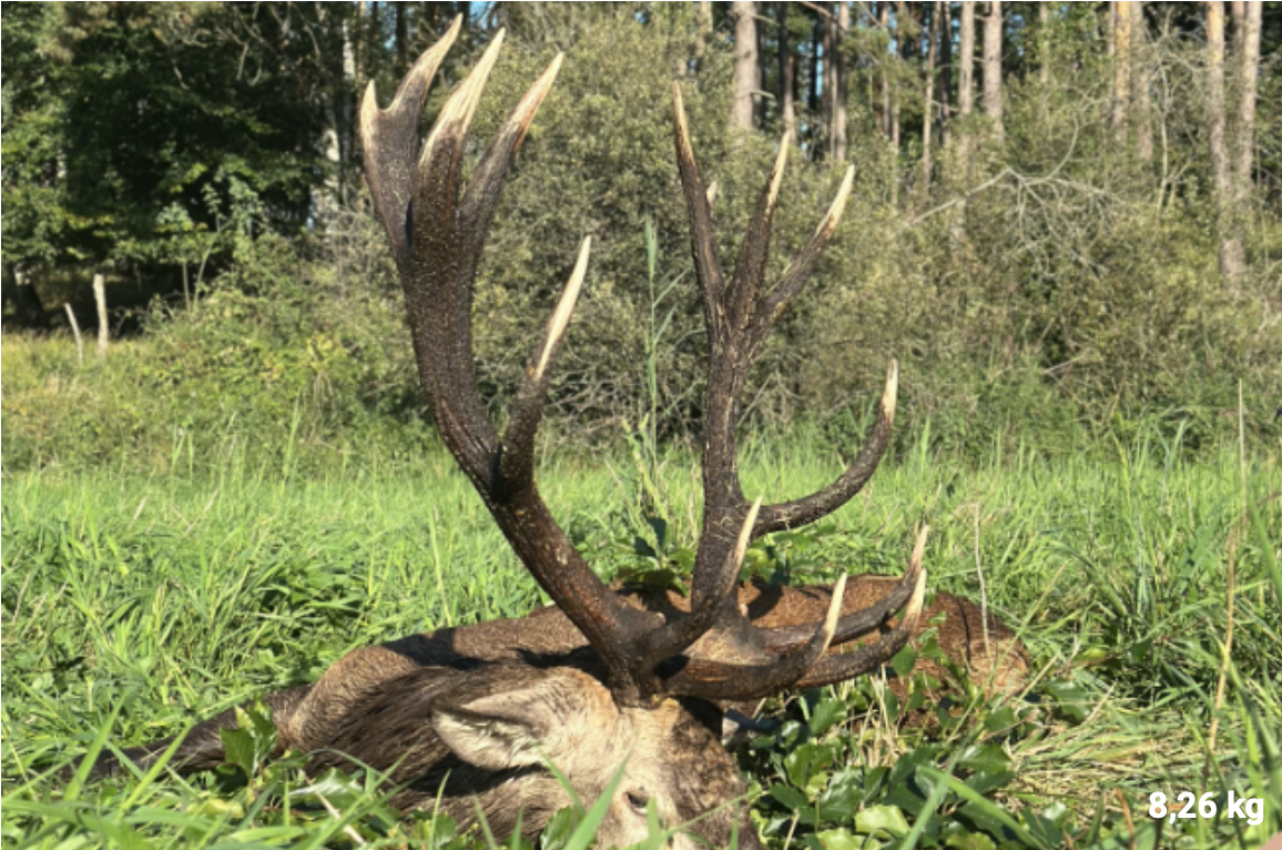 Skærmbillede 2026 04 21 Kl. 09.31.41