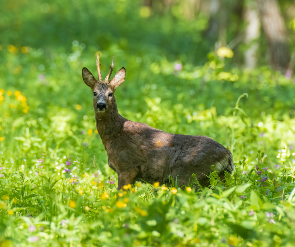 Bukkejagts Billeder Til SOME (11)