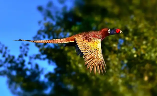 Ring Necked Pheasant 3713163 1280