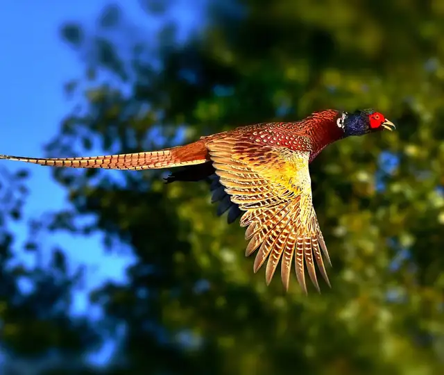 Ring Necked Pheasant 3713163 1280