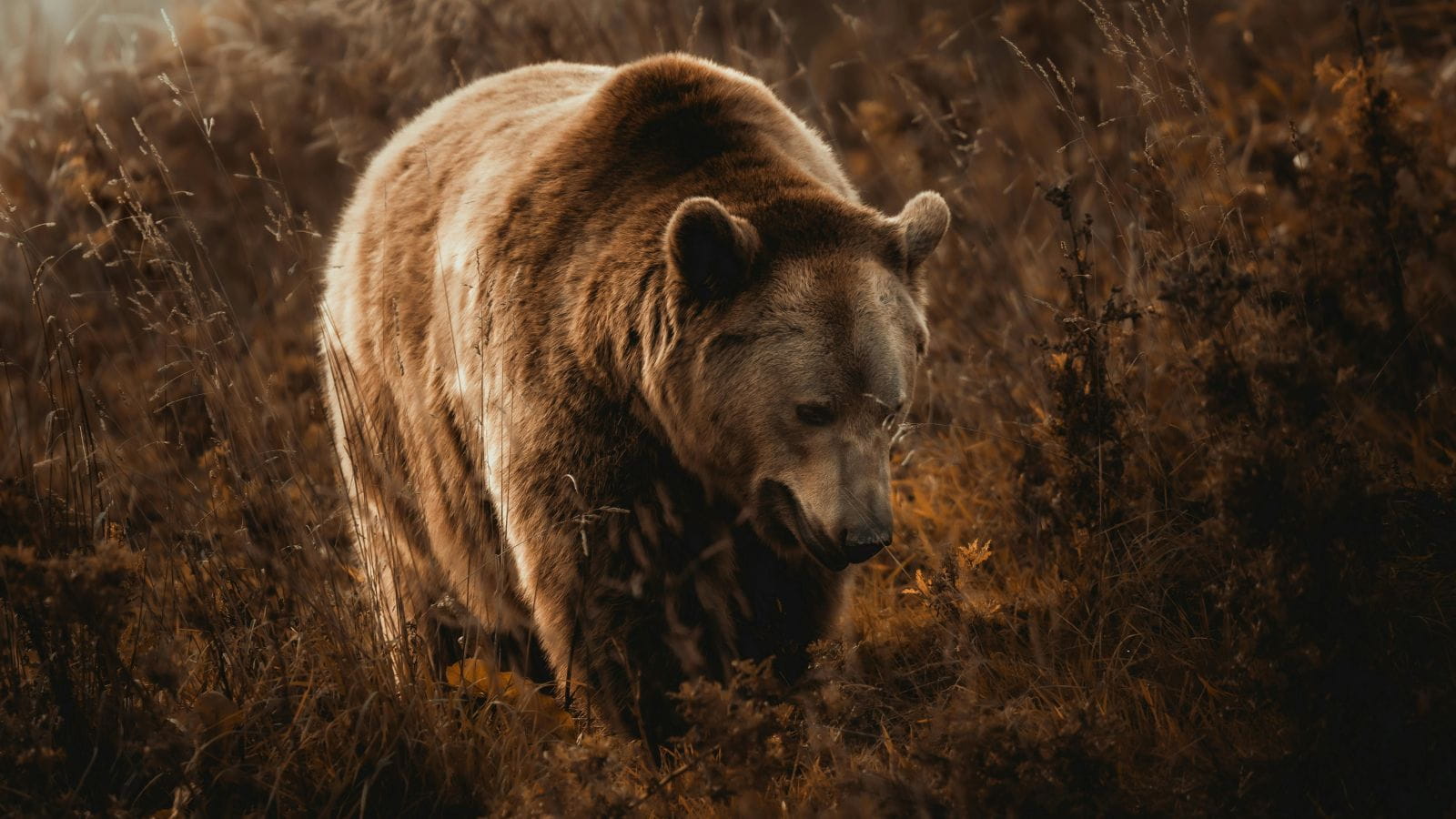 Kopi Af Hjemmeside Og PDF Format 169 (19) (1)