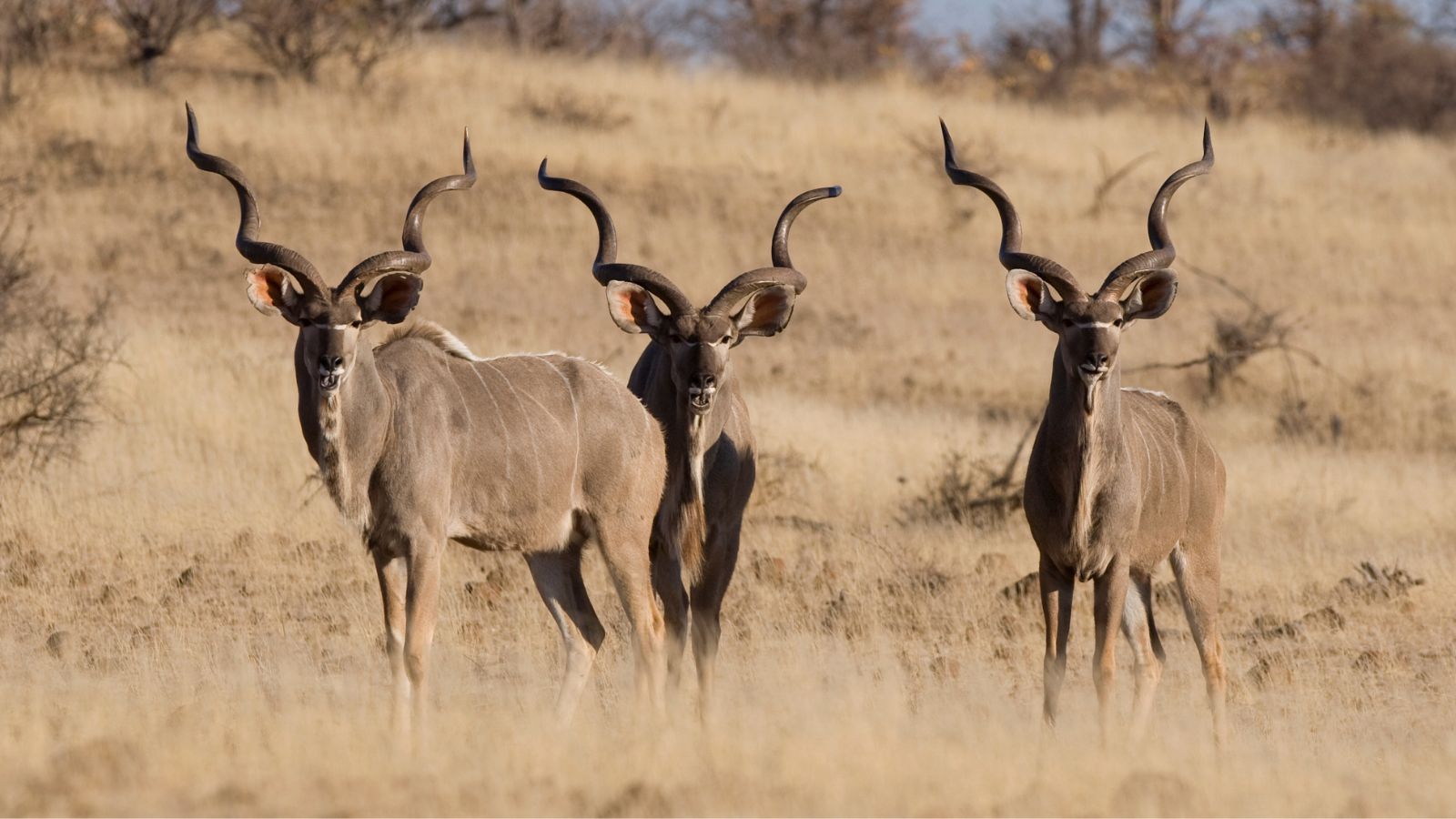 Second Set Print 311628610744367