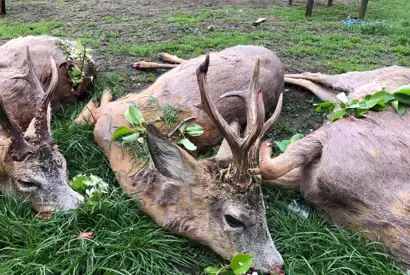 200301955 2932973210323324 7340763261336256481 N