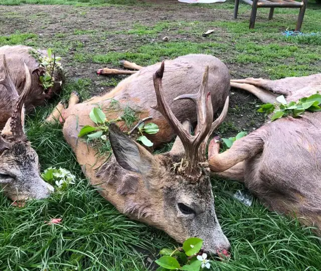 200301955 2932973210323324 7340763261336256481 N