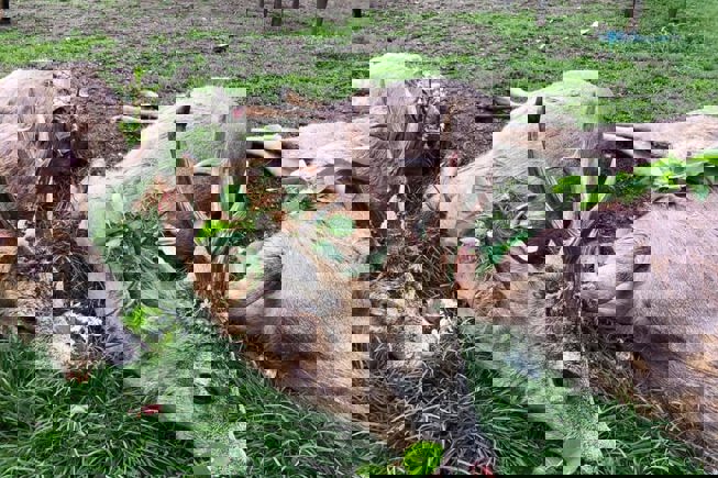 200301955 2932973210323324 7340763261336256481 N