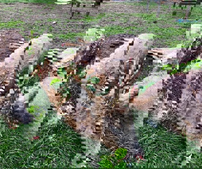 200301955 2932973210323324 7340763261336256481 N