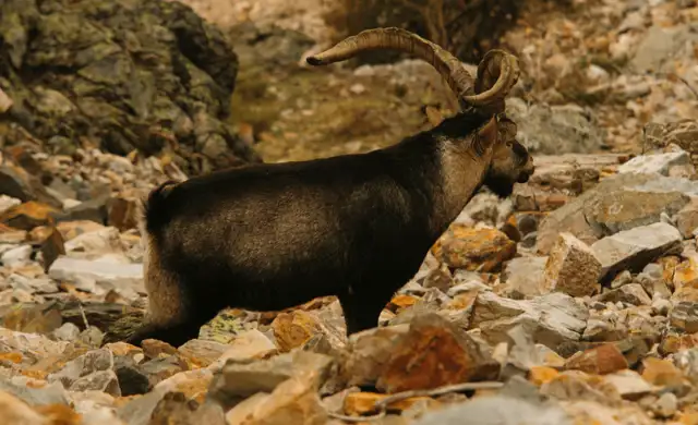 Beceite ibex