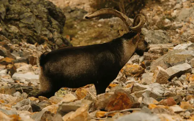 Beceite ibex