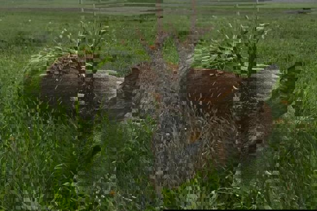 132041171 232947234993108 5000329740865524702 N