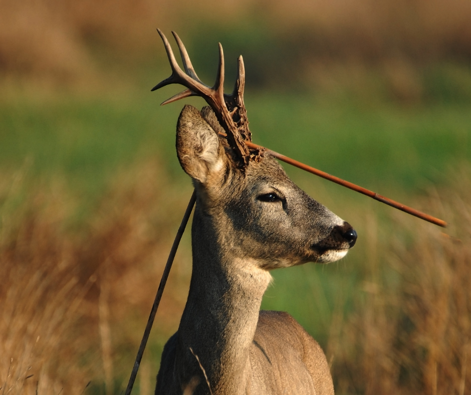 Bukkejagts Billeder Til SOME (3)