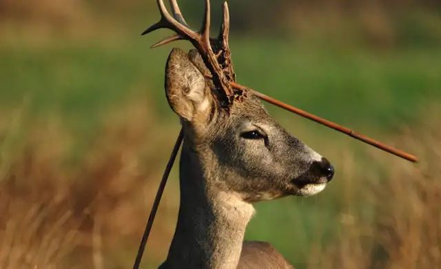 Bukkejagts Billeder Til SOME (3)