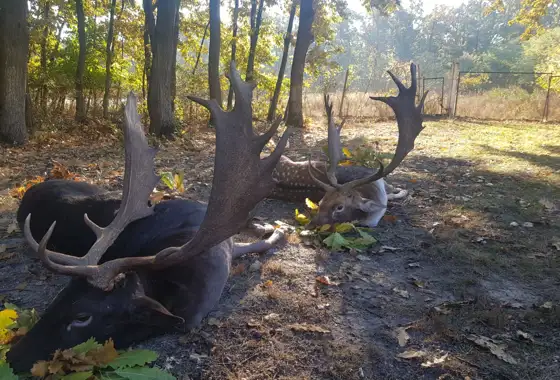 8C5cbc14 Fe30 41E3 A26d Cef0f93fff94