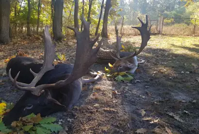 8C5cbc14 Fe30 41E3 A26d Cef0f93fff94