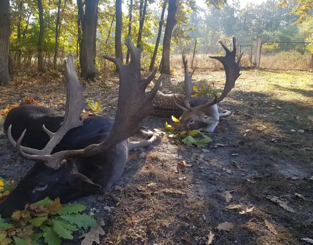 8C5cbc14 Fe30 41E3 A26d Cef0f93fff94