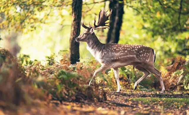 Skærmbillede 2024 11 27 122519 Min