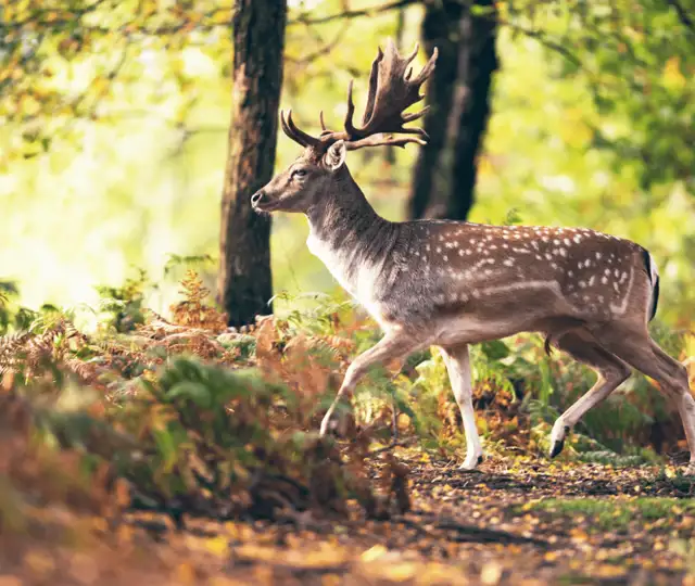 Skærmbillede 2024 11 27 122519 Min