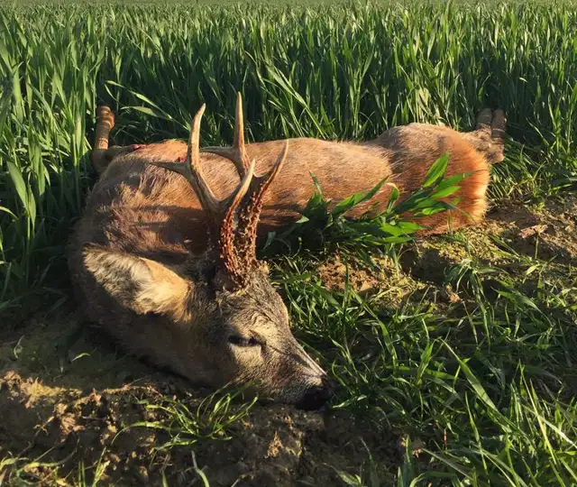 362302074 1029735361659282 7449076052501925854 N