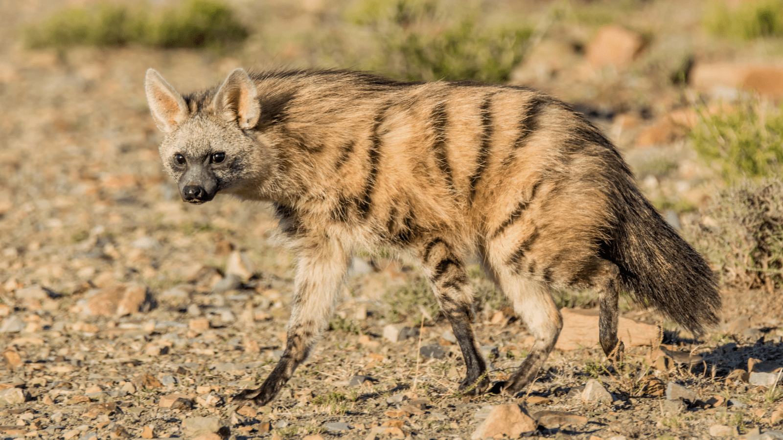 Kopi Af Hjemmeside Og PDF Format 169 Min (1)