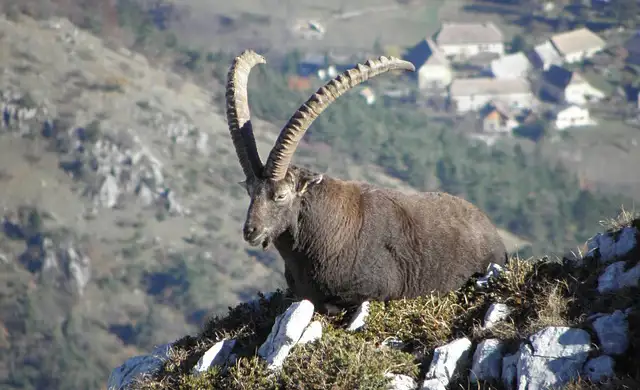 Mid Asian ibex
