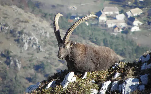 Mid Asian ibex