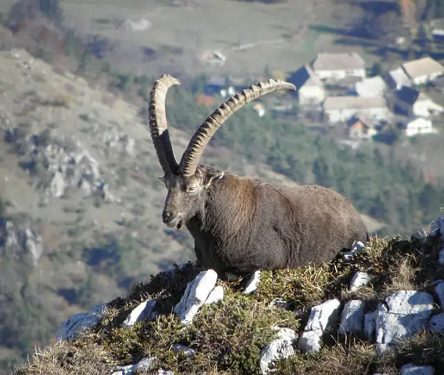 Ibex 4938201 640