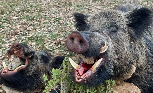 Skærmbillede 2024 09 25 135223 (1)