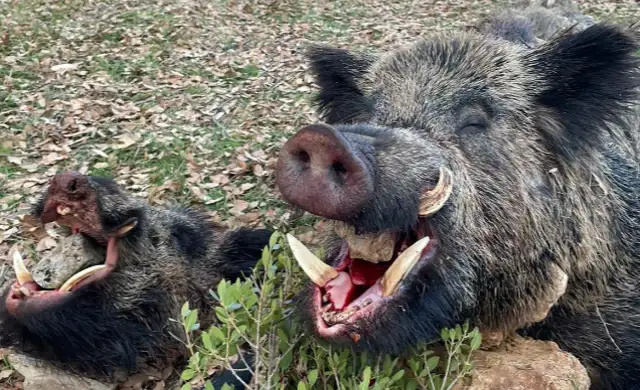 Skærmbillede 2024 09 25 135223 (1)