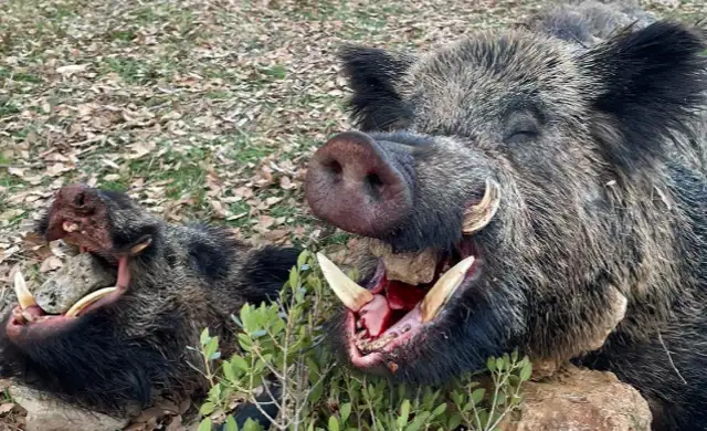 Skærmbillede 2024 09 25 135223 (1)