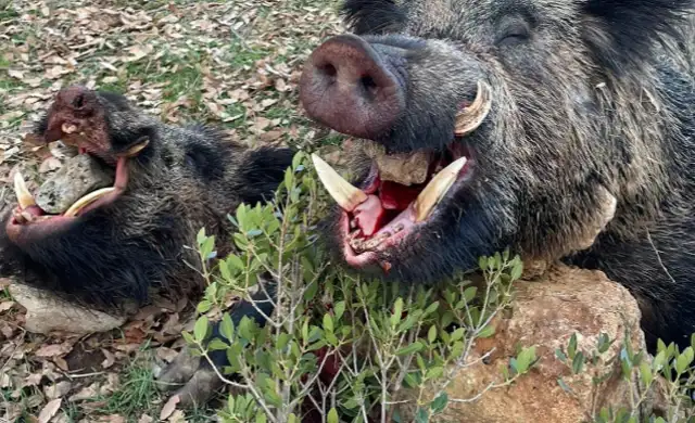 Skærmbillede 2024 09 25 135223 (1)