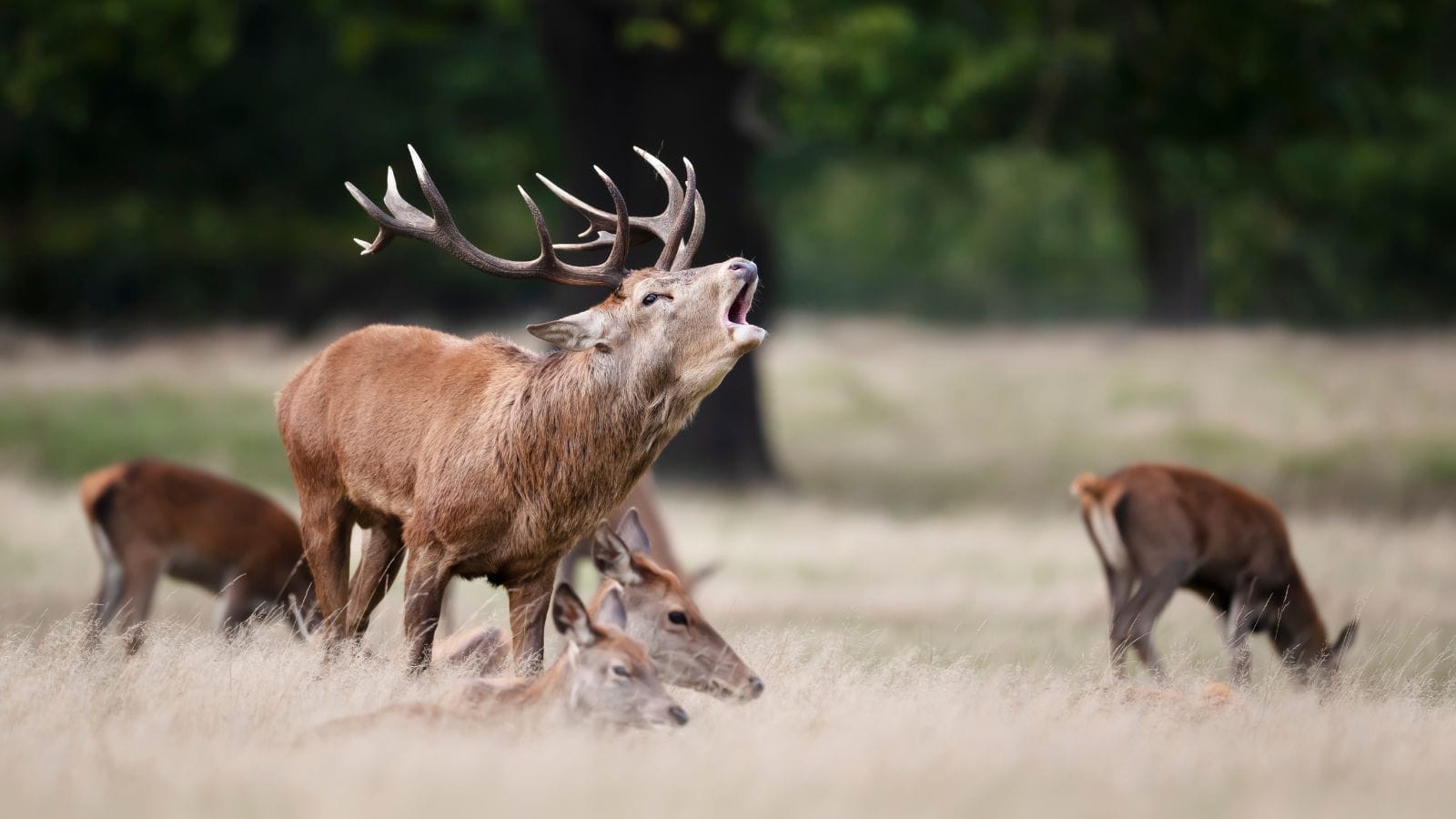 Kopi Af Hjemmeside Og PDF Format 169 (4) (1)