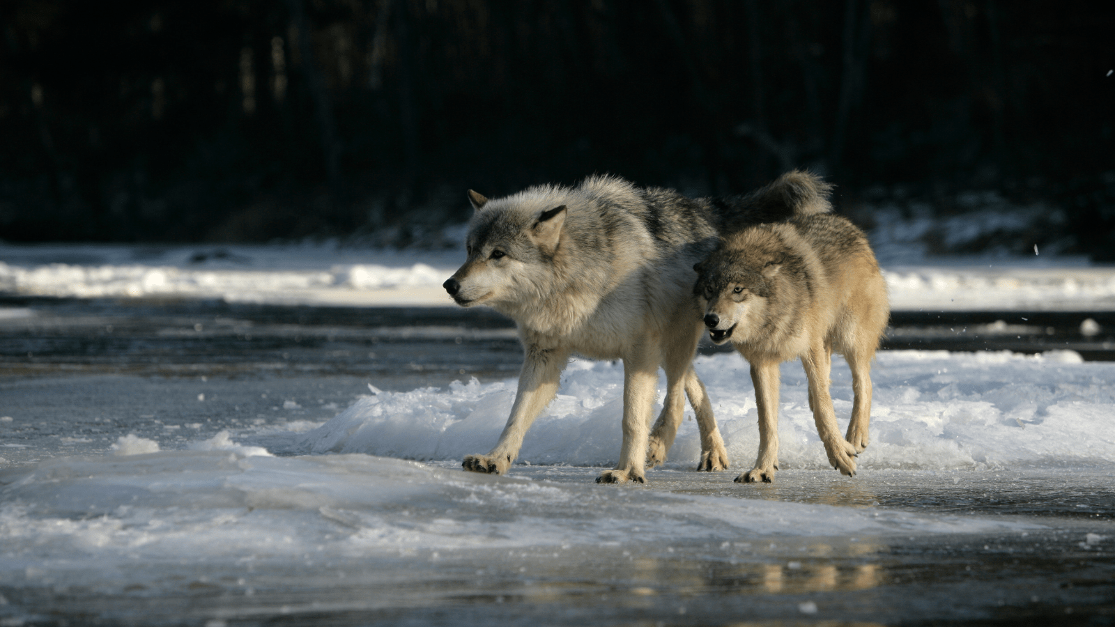 Hjemmeside Og PDF Format 169 (8) Min