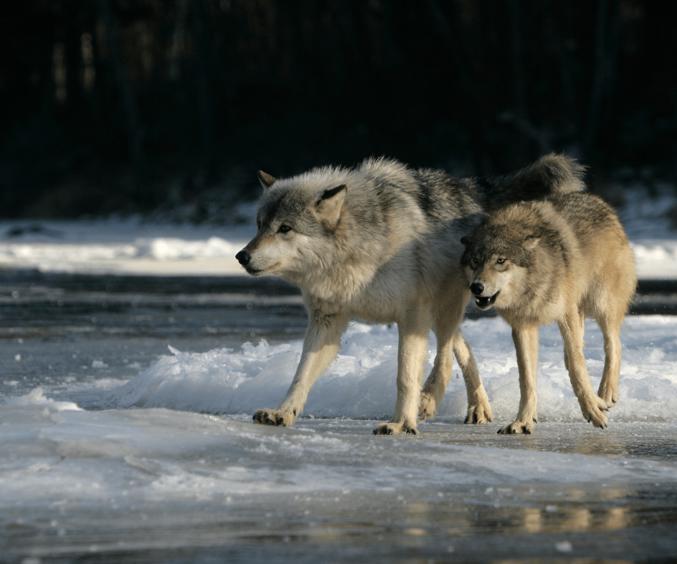 Hjemmeside Og PDF Format 169 (8) Min