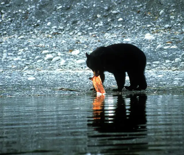 Black Bear 4754950 1280