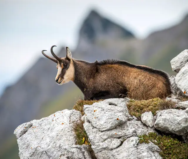 Chamois 4573590 1920