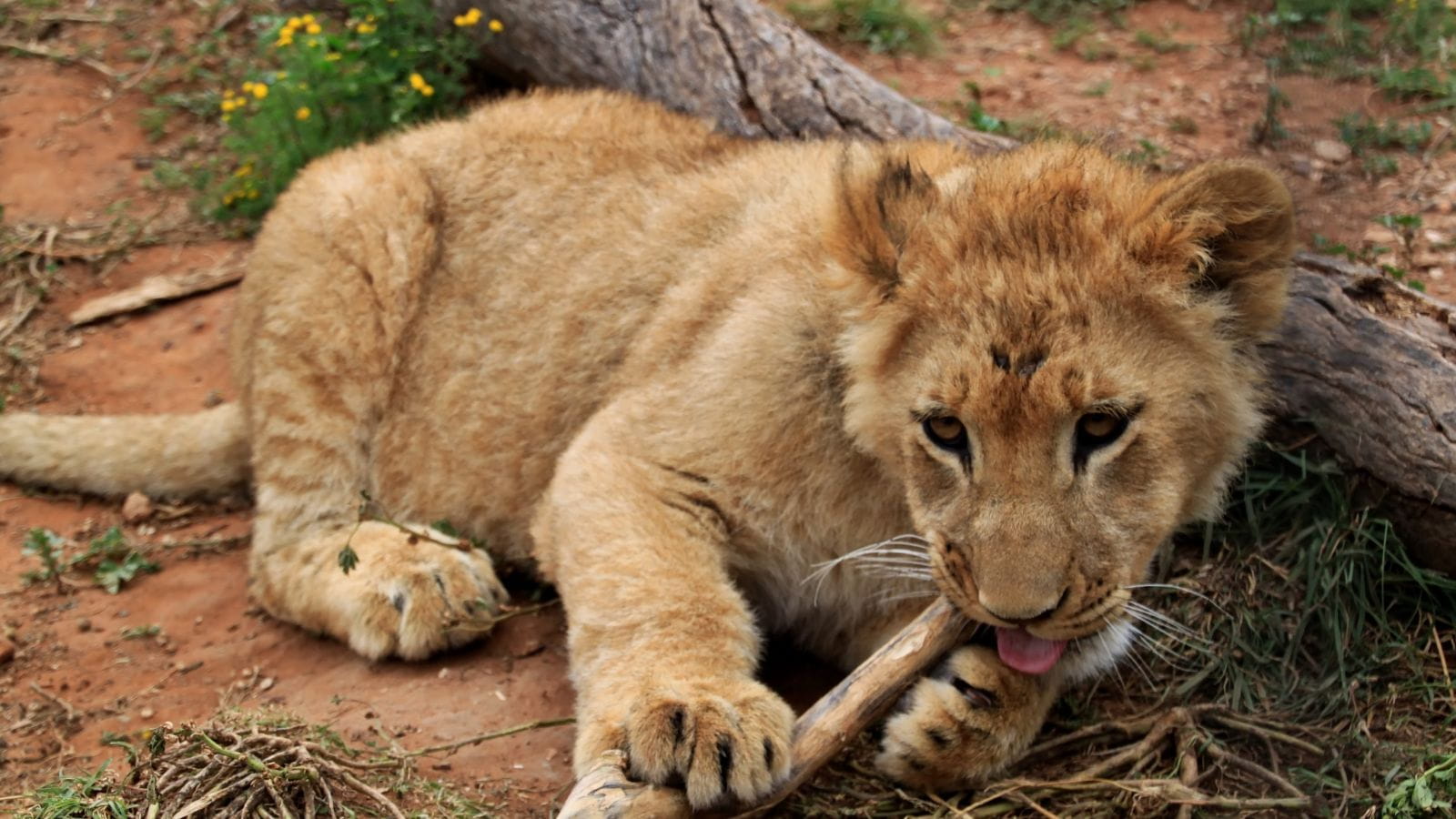 Kopi Af Hjemmeside Og PDF Format 169 (13) (1)