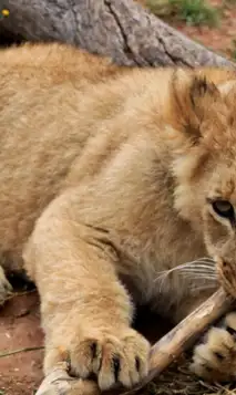 Kopi Af Hjemmeside Og PDF Format 169 (13) (1)