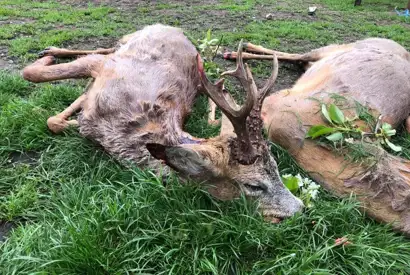 200708525 217183443577227 1910004861189741425 N