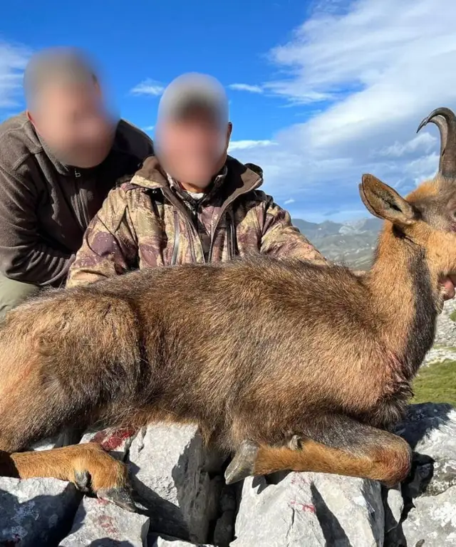 Tag på en fantastisk bjergjagt efter kantabrisk gemse